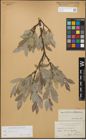 Foto von Salix glauca L.